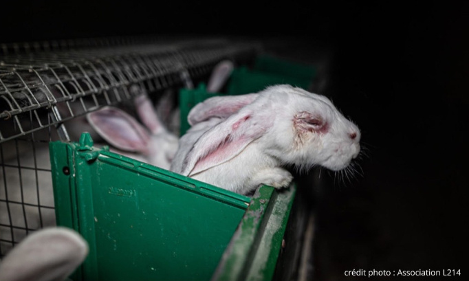 Stop à l'élevage intensif en France !