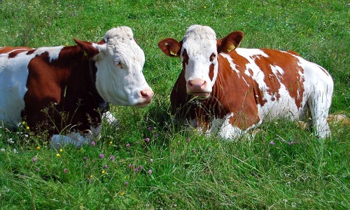 Un animal, c'est pas de la viande !