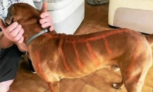 Chien peinturé à Bubry : exigeons des sanctions !