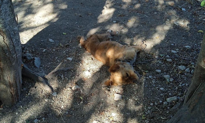 Pour de vraies mesures juridiques contre la maltraitance animale !