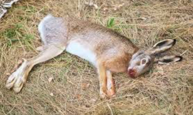 Aléas climatiques : moratoire sur la chasse pour sauvegarder la vie sauvage