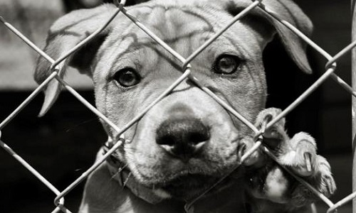 La condamnation sur la maltraitance envers les animaux