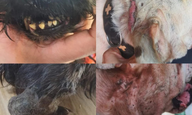 Maltraitance animale - Placement des chiens et Interdiction d'en détenir de nouveaux