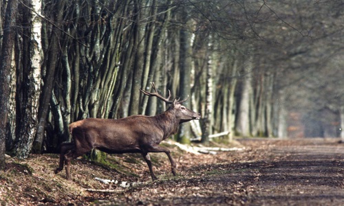 Pour la continuité de la chasse le dimanche