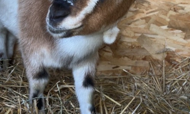 Chien dangereux + nuisances