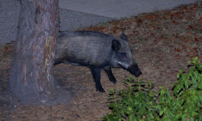 Abattage d'un jeune sanglier à Mérignac, d'autres solutions non-létales existent !