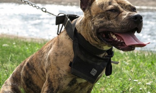 Le droit à l'abolition des chiens dits dangereux sans analyse des propriétaires et du chien