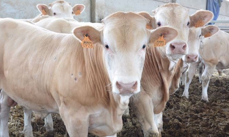 Non à l'euthanasie des 780 taurillons !