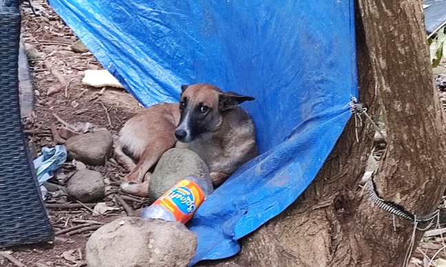 Maltraitance animale : pour la mise en place d'actions de sensibilisation !