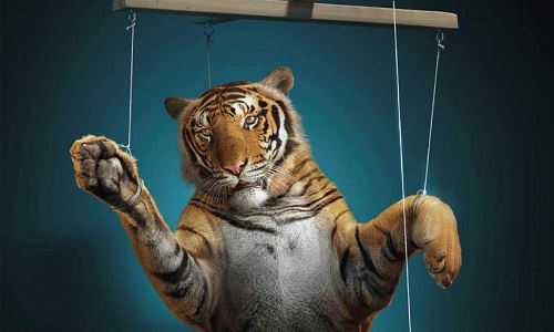 Stop aux cirques avec animaux sur la CUMPM