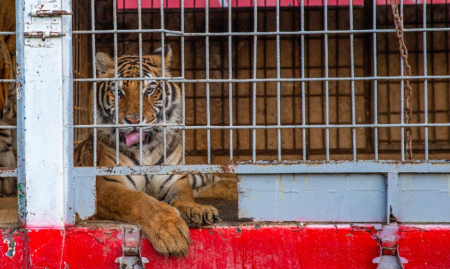 Procès du dresseur de fauves maltraitant : pour que le verdict soit ferme !