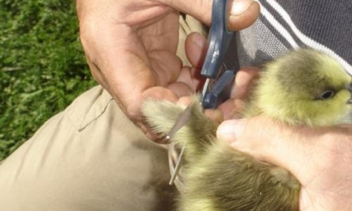 Interdiction d'éjointer les oiseaux