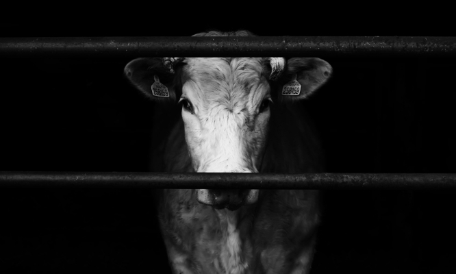 Pour un référendum sur la fin de l'élevage intensif !