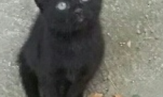 Stérilisation des chats libres