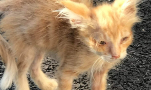 Combien faut-il de cadavres dans les rues pour agir ?