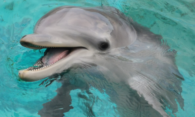 P&eacute;tition pour que nos spectacles nocturnes reprennent &agrave; marineland d antibes