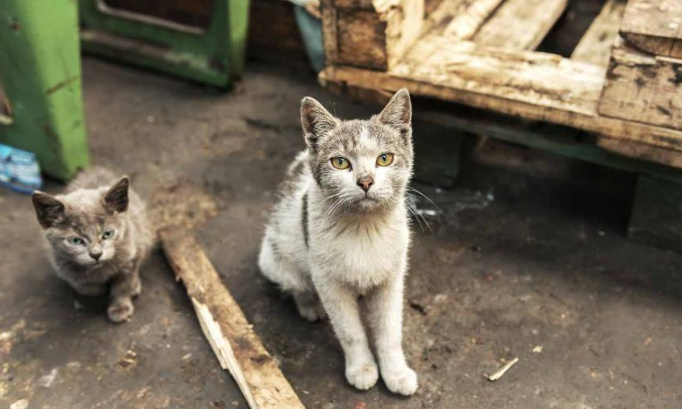Pour la stérilisation des chats errants de Châtel-Saint-Germain !