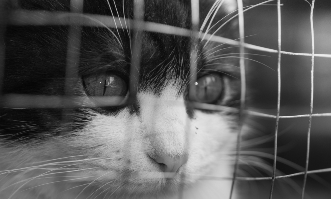 Pour que toutes les cours d'appel aient un P&ocirc;le Maltraitance animale