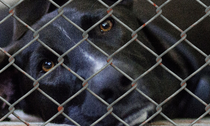 Pour que toutes les cours d'appel aient un Pôle Maltraitance animale