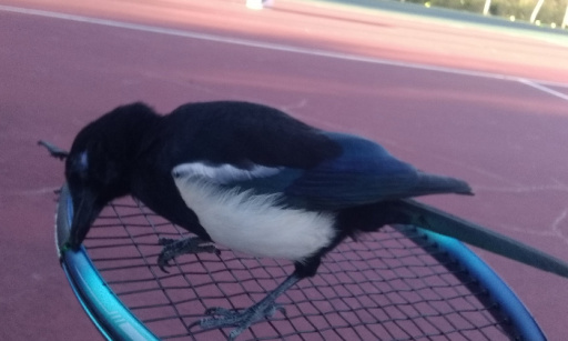 NON À LA DESTRUCTION DE NOS TERRAINS DE TENNIS