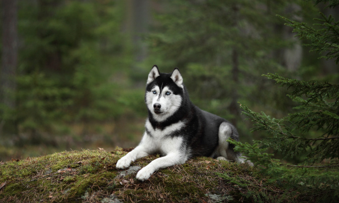 husky abattu : une raison supplémentaire d'interdire la chasse
