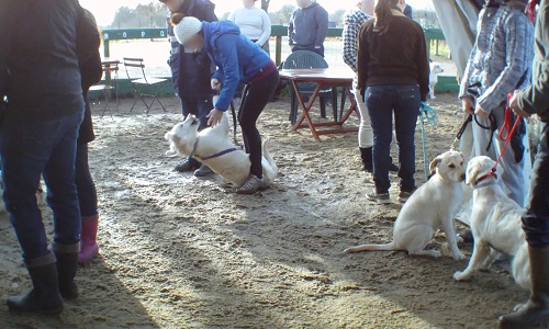 Mettons fin aux maltraitances dans les clubs canins