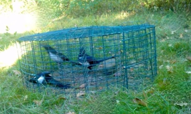 Stop à l’utilisation d’appelants vivants pour piéger les corvidés !