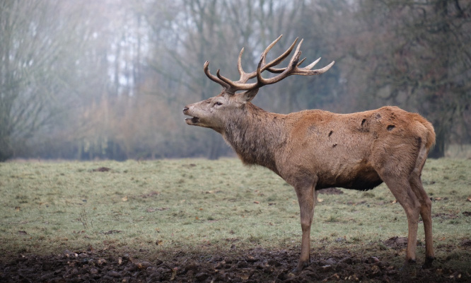 Que justice soit faite pour le vieux cerf tué sans raison !