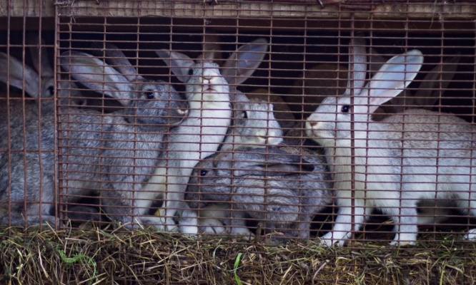 Pour l'interdiction de la consommation de lapin !