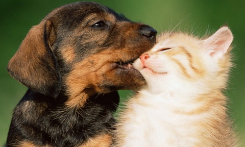 Les animaux ne sont pas des objets ! Ce sont des êtres vivants !