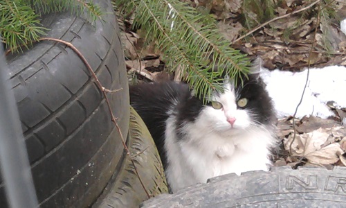 Pour la stérilisation des chats dans mon quartier voir dans toute la commune !
