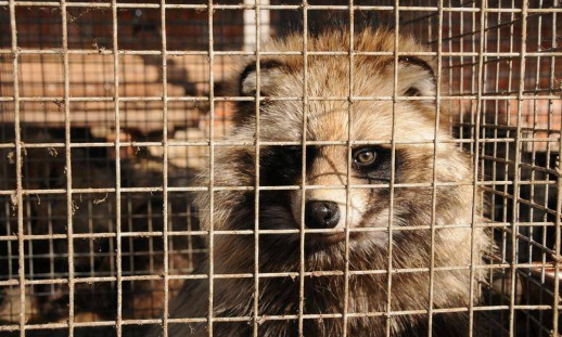 Stop à l'importation et à la commercialisation de fourrure en France !