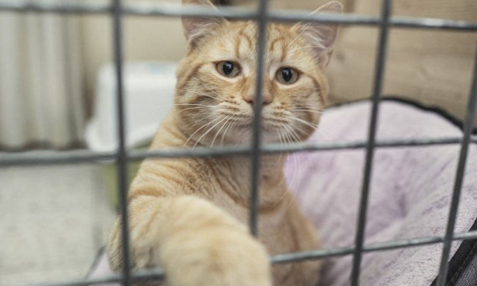 Pour la stérilisation obligatoire des animaux de compagnie !