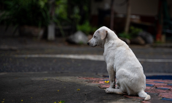 Pour la mise en place d'un permis de détention d'un animal en France !