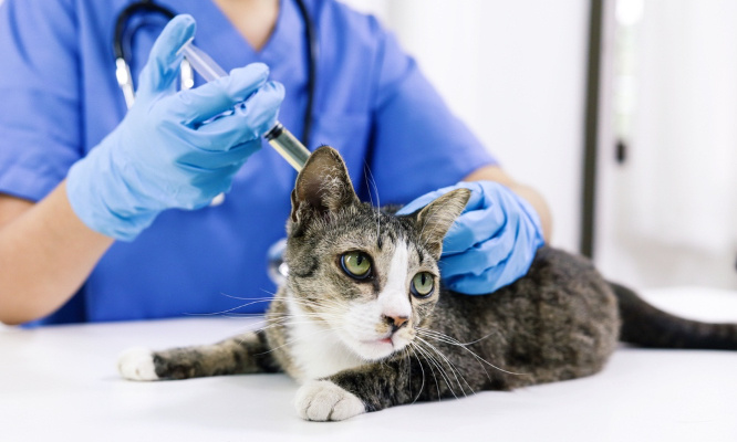 Vétérinaires : non aux trafics d'animaux, oui à la transparence !