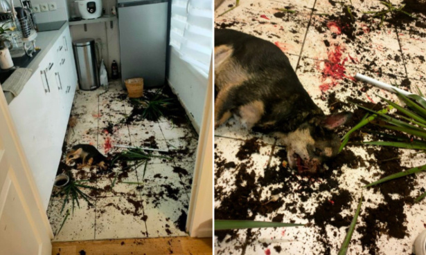 Justice pour Mia, sauvagement massacrée à mains nues