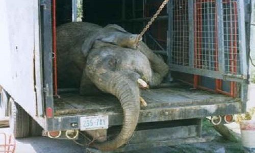 Faisons en sorte que le cirque fasse des spectacles sans animaux !