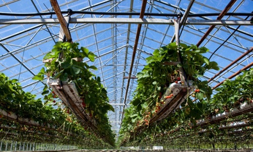 pour que chaque village ou quartier d'une ville possède des installations hydroponiques pour distribuer des légumes !