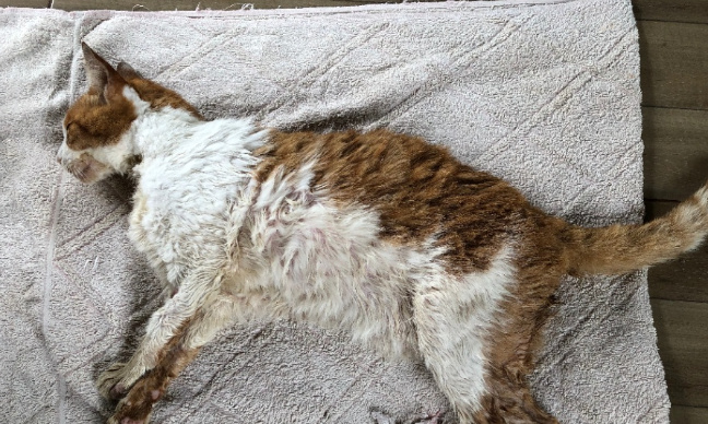 Justice pour le chat jeté par la fenêtre du deuxième étage à Lille