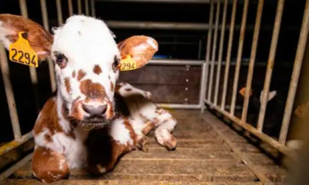Pour la suppression de l'amendement visant à limiter l'action des associations protectrices des animaux et de la nature !