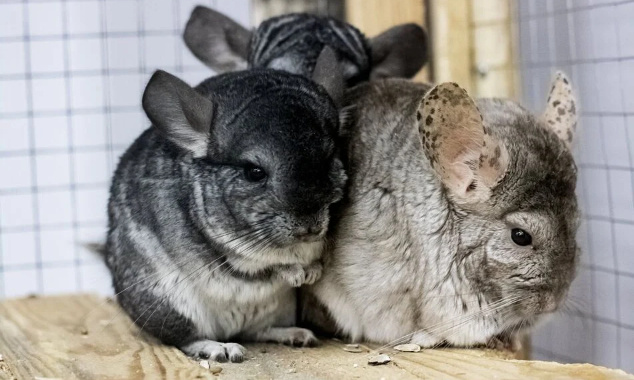 Stop aux fermes à fourrure en Roumanie ! / Stop fur farms in Romania !