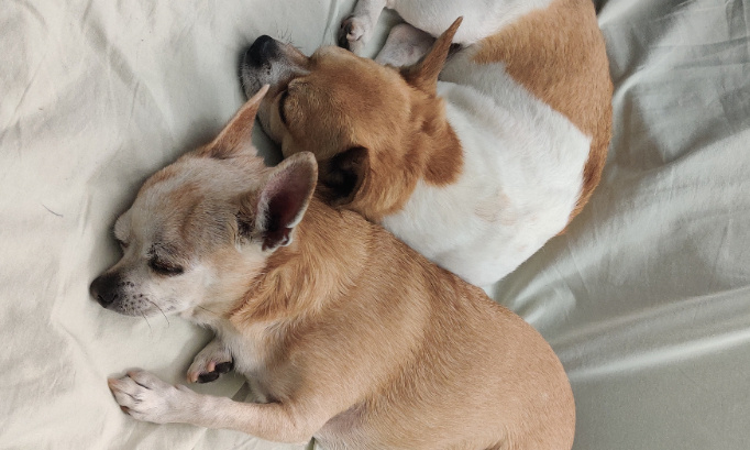 Pour un parc canin à au parc Montsouris !
