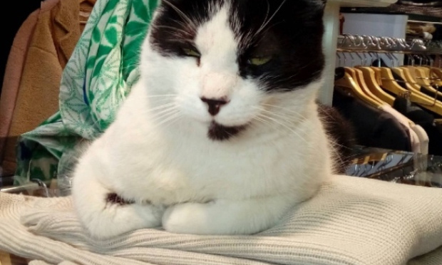 Justice pour Petit Chat !