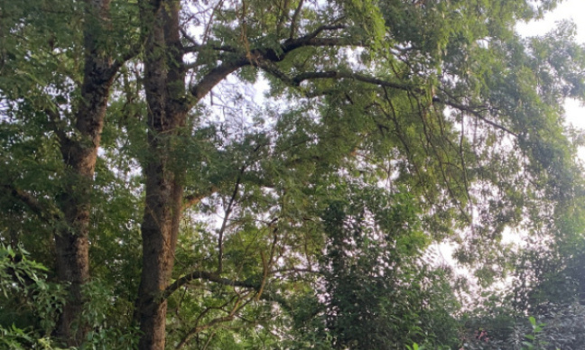 Non à l'abattage d'un grand frêne à Saint-Jean, oui à la protection des arbres en ville !
