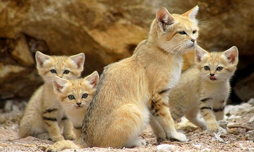 Obtenir un changement de lois et règlement municipal!