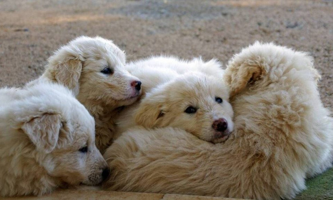 Justice pour les 5 chiens retrouvés dans un congélateur au domicile d'un individu à Tonneins