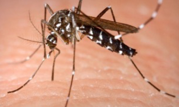 Poussons les autorités à lutter contre les moustiques à Anglet !