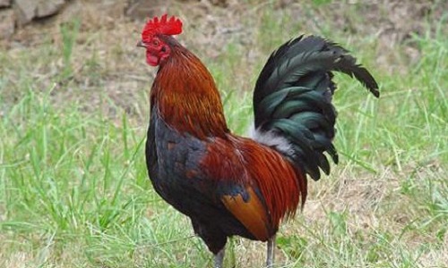 Sauvons les élevages familiaux et de loisir dans nos campagnes