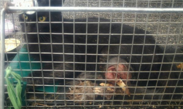 Rendons justice à la chatte tuée par un piège à renard !