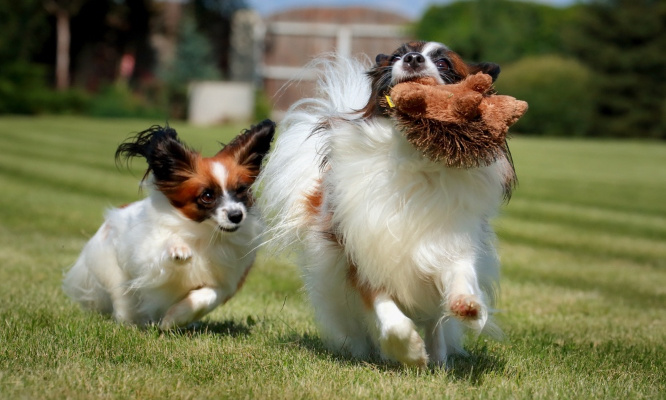 Pour un parc canin à Templeuve !